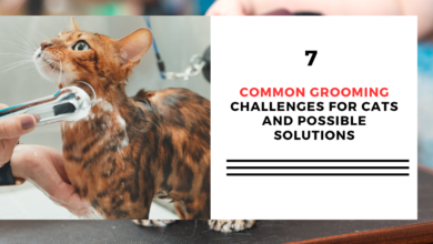 7 Common Grooming Challenges For Cats and Possible Solutions