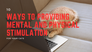 10 Ways To Providing Mental and Physical Stimulation For Your Cats