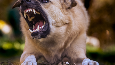 Dog behavior problems and solutions