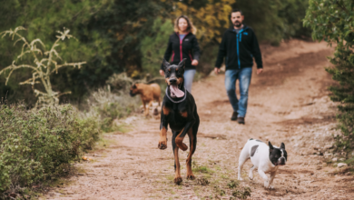 Building a Lifelong Bond with Your Dog: The Heart of Effective Training