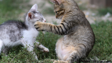 safety measures to ensure your cat is safe playing outdoors